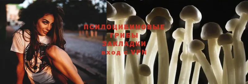 Галлюциногенные грибы Psilocybe  Дмитров 